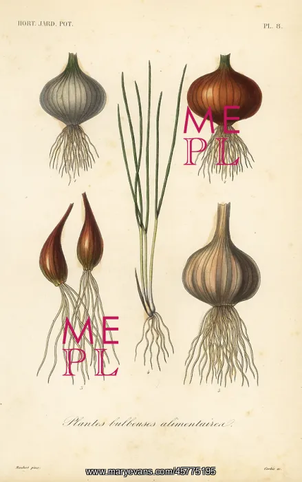 : Edible bulbous plants : Edible bulbous plants
