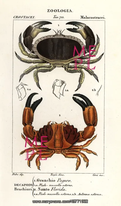  : Edible crab and furrowed crab