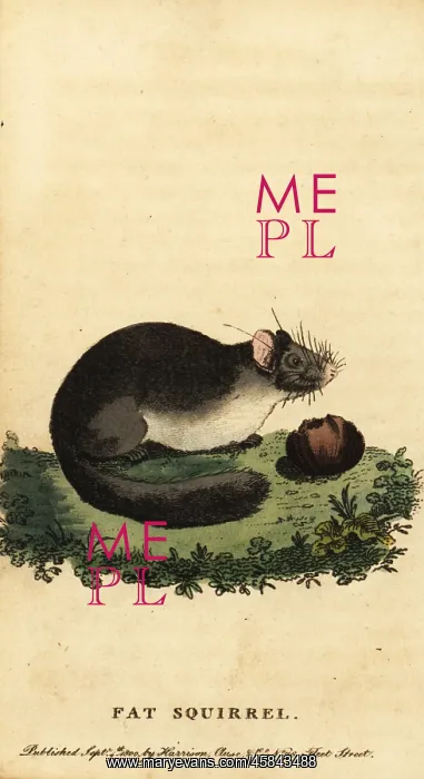 : Edible dormouse or fat dormouse, Glis glis : Edible dormouse or fat dormouse, Glis glis