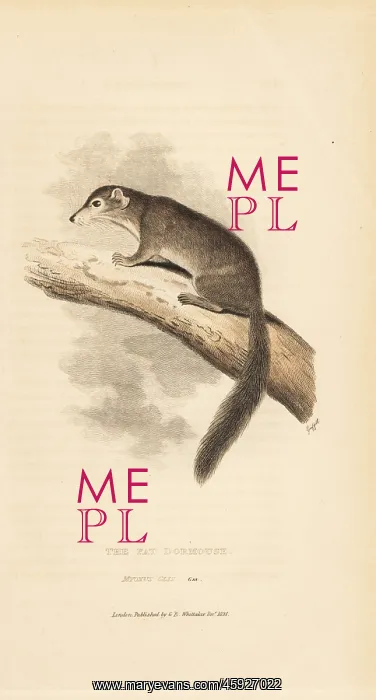: Edible dormouse, Glis glis : Edible dormouse, Glis glis