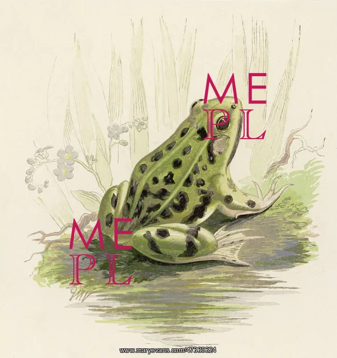  : EDIBLE FROG 19C