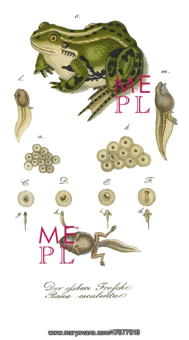 : Edible Frog Development : Edible Frog Development