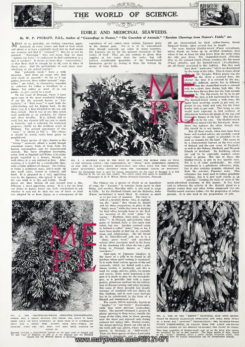 : Edible and medicinal seaweeds, 1940 : Edible and medicinal seaweeds, 1940