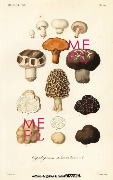 : Edible mushrooms, Cryptogames alimentaires : Edible mushrooms, Cryptogames alimentaires