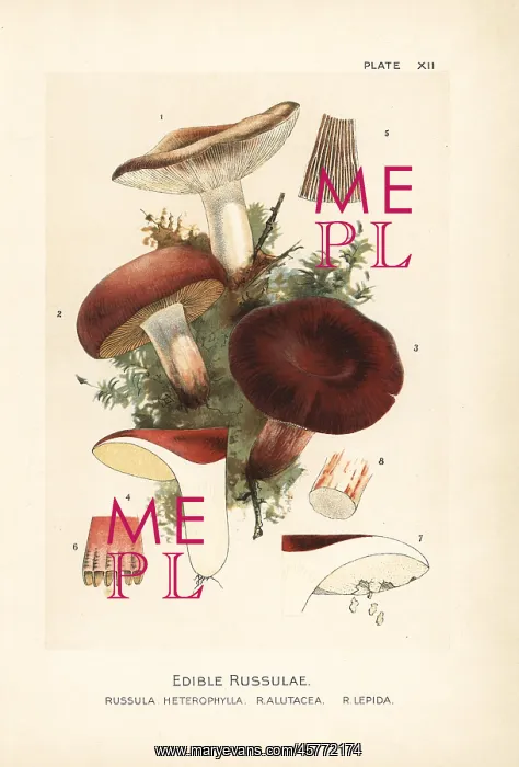 : Edible russulae mushrooms : Edible russulae mushrooms