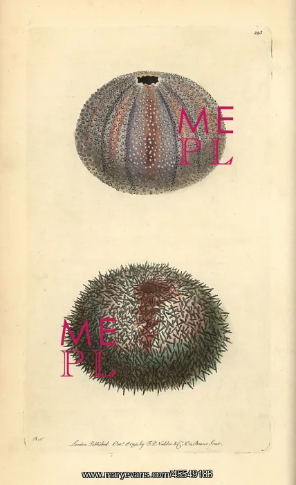 : Edible sea urchin, Echinus esculentus : Edible sea urchin, Echinus esculentus