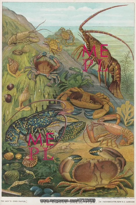 : EDIBLE SHELLFISH : EDIBLE SHELLFISH