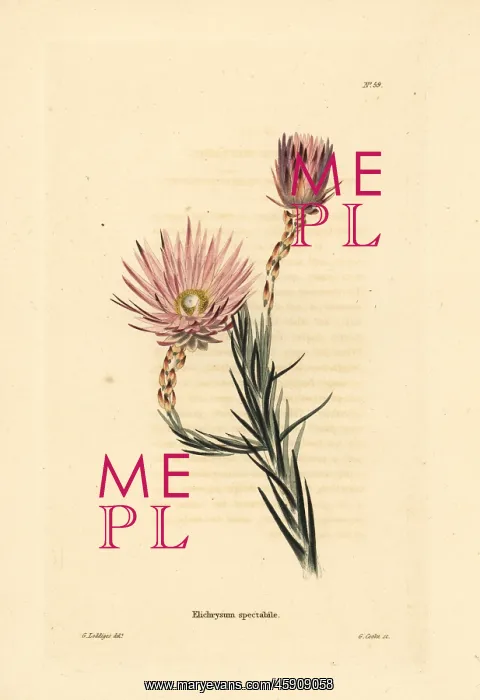 : Edmondia pinifolia : Edmondia pinifolia