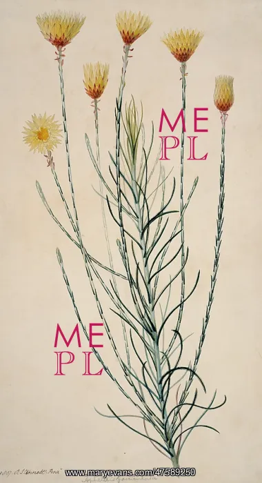 : Edmondia sesamoides, everlasting : Edmondia sesamoides, everlasting