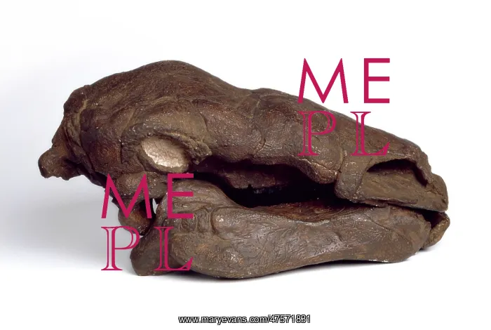 : Edmontonia : Edmontonia