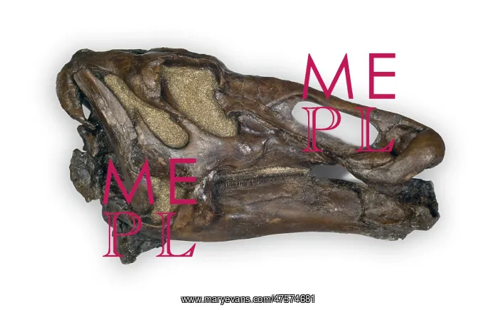 : Edmontosaurus : Edmontosaurus