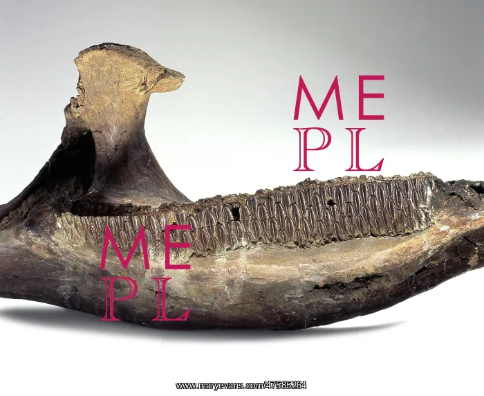 : Edmontosaurus : Edmontosaurus
