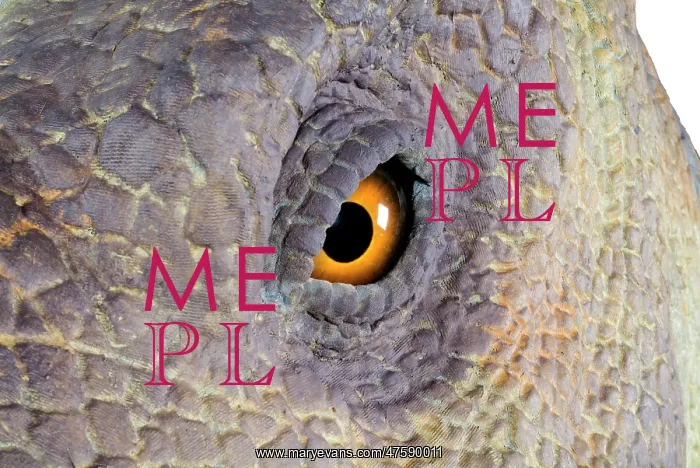 : Edmontosaurus : Edmontosaurus