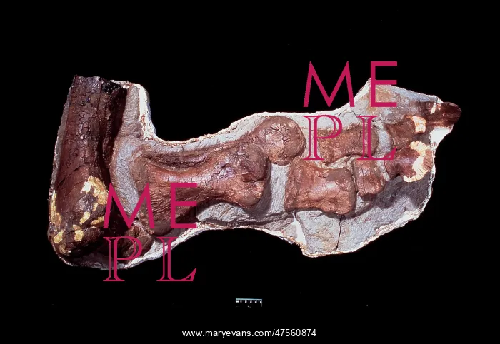 : Edmontosaurus ankle & foot : Edmontosaurus ankle & foot