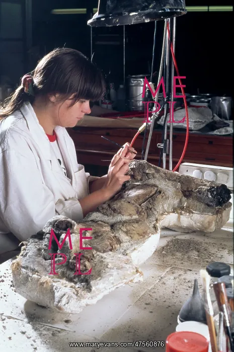 : Edmontosaurus laboratory work : Edmontosaurus laboratory work