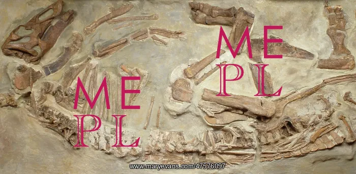 : Edmontosaurus regalis skeleton : Edmontosaurus regalis skeleton