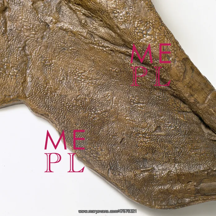 : Edmontosaurus skin : Edmontosaurus skin