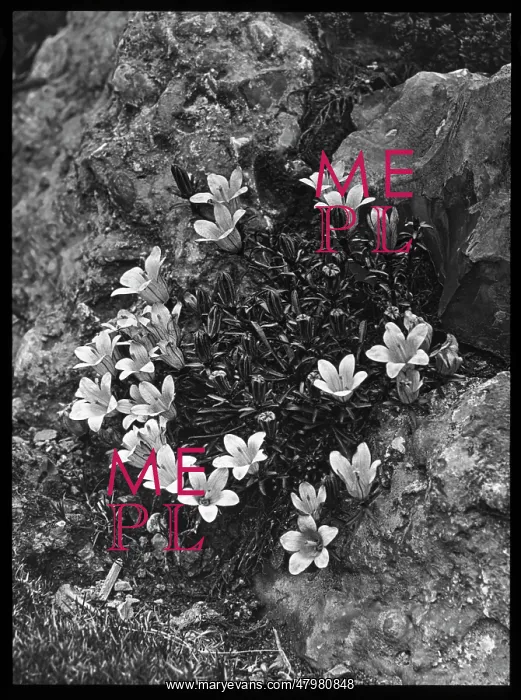 : Edraianthus Serpyllifolia (Grassy Bells) : Edraianthus Serpyllifolia (Grassy Bells)