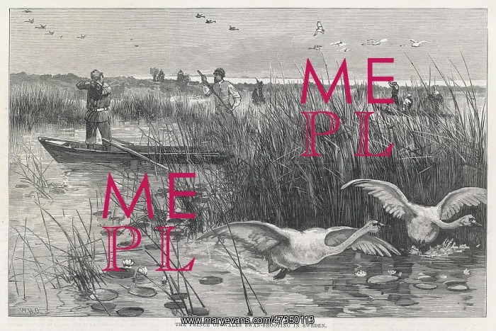 : EDWARD SHOOTS SWANS : EDWARD SHOOTS SWANS