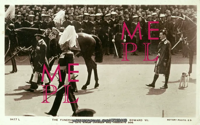 : Edward VII procession, Caesar the dog following 1910 : Edward VII procession, Caesar the dog following 1910