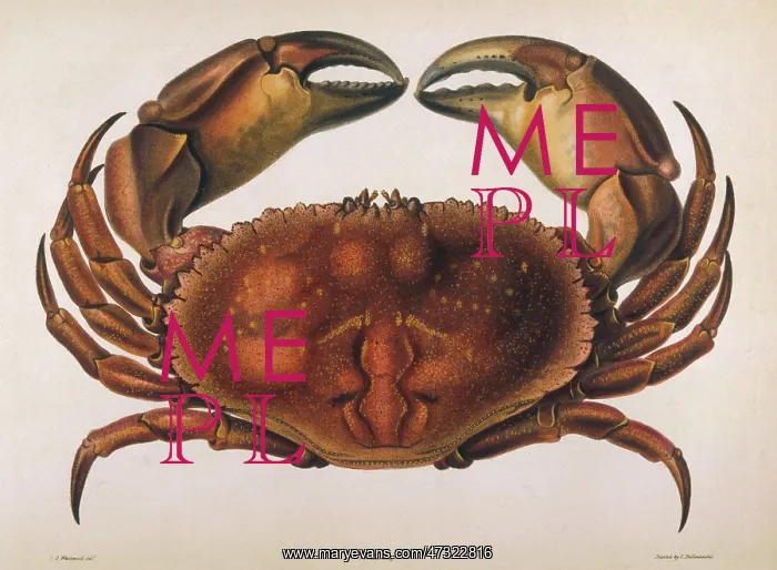  : EDWARDSII CRAB 1835