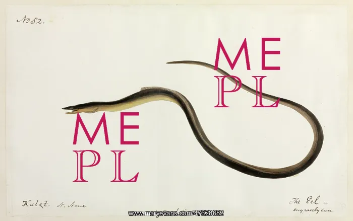 : Eel illustration : Eel illustration