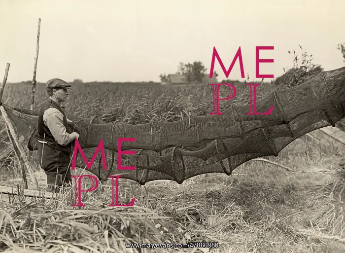 : Eel traps, Norfolk, 1930s : Eel traps, Norfolk, 1930s