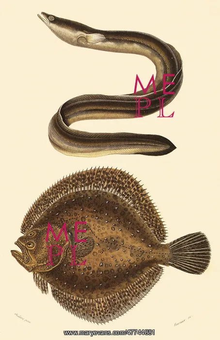  : An Eel and a Turbot