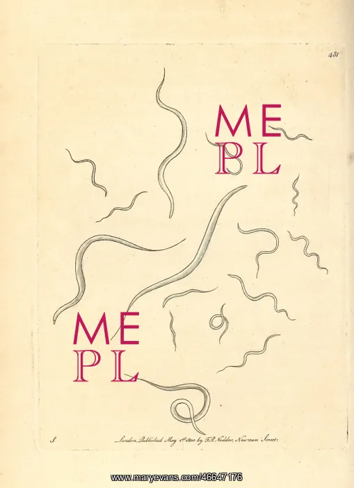 : Eel vibrio, Vibrio anguillula : Eel vibrio, Vibrio anguillula