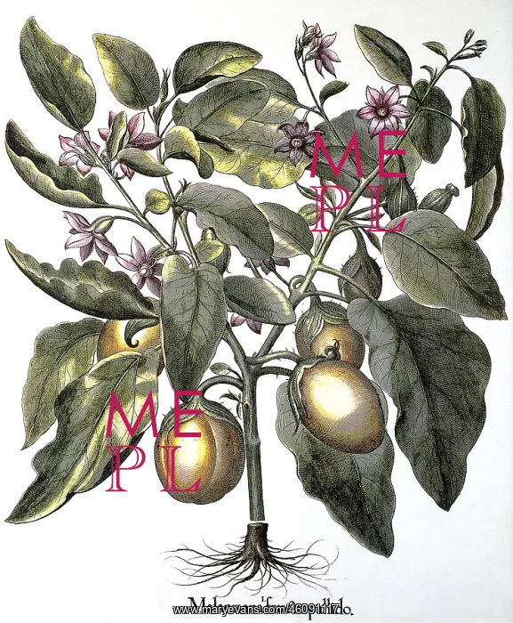 : Eggplant. produce, eggplant, (Solanum melongena) : Eggplant. produce, eggplant, (Solanum melongena)