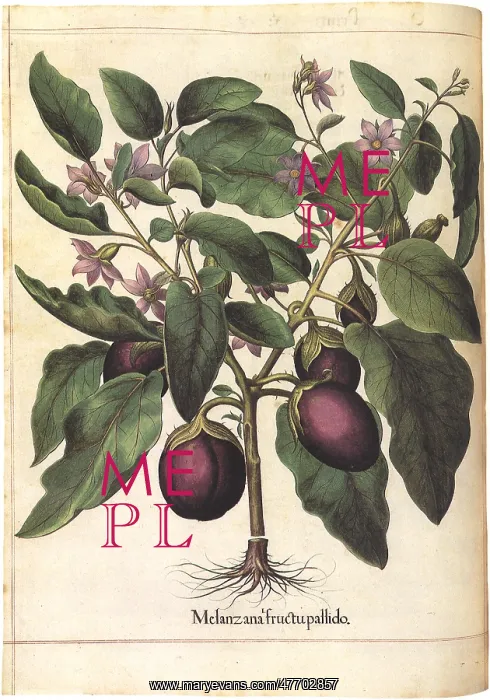  : Eggplant Botanical