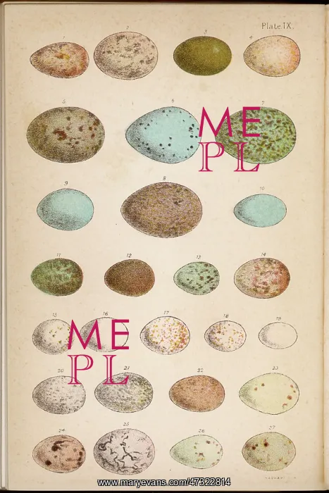  : The Eggs of 24 different Birds