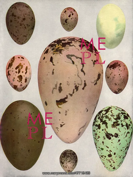  : Eggs