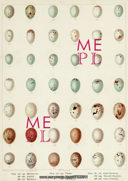 : EGGS OF BUNTING ETC : EGGS OF BUNTING ETC