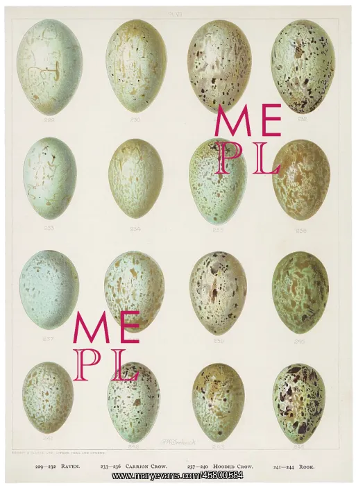  : EGGS OF CROWS ETC