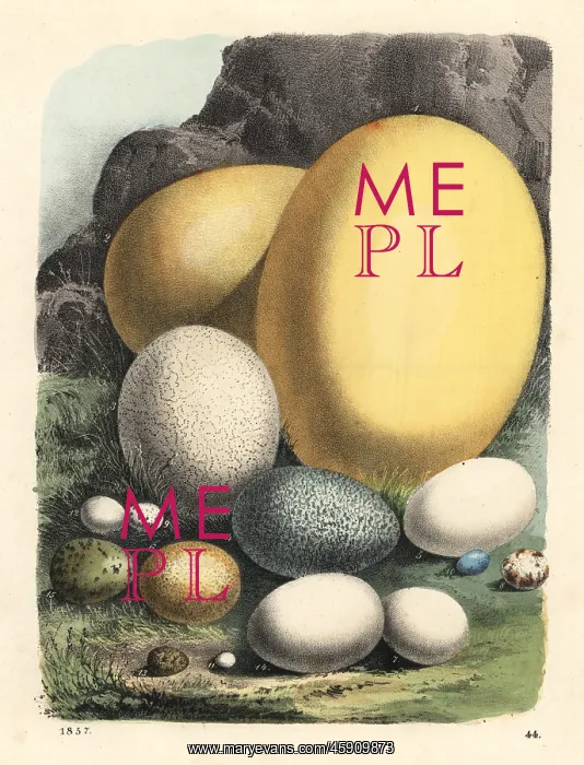 : Eggs of elephant bird, ostrich, cassowary, condor, etc : Eggs of elephant bird, ostrich, cassowary, condor, etc