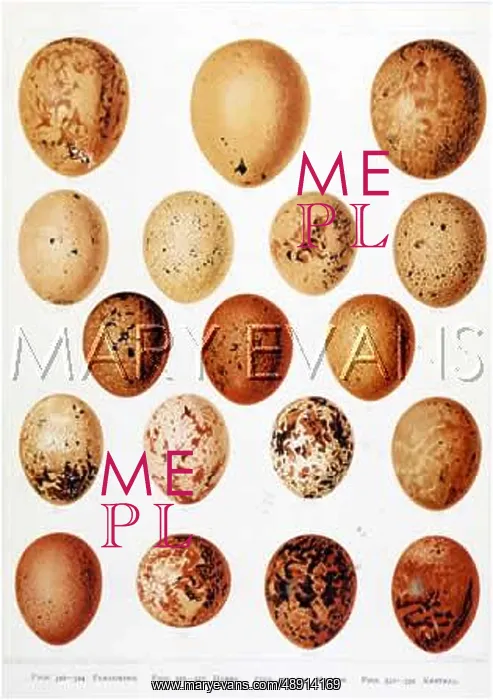  : EGGS OF HAWKS