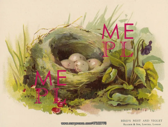  : EGGS IN A NEST C1880