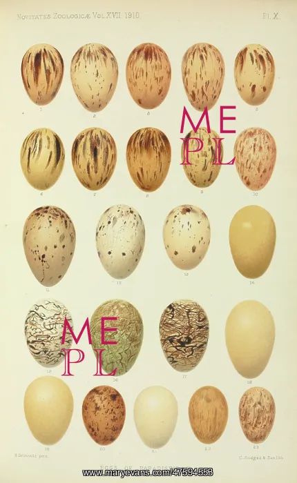 : Eggs of Paradiseidae : Eggs of Paradiseidae