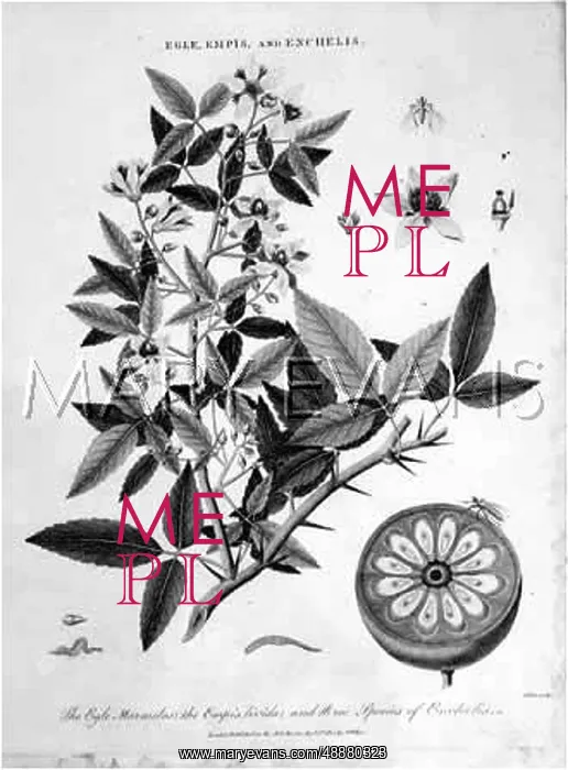 : EGLE, EMPIS & ENCHELIS : EGLE, EMPIS & ENCHELIS