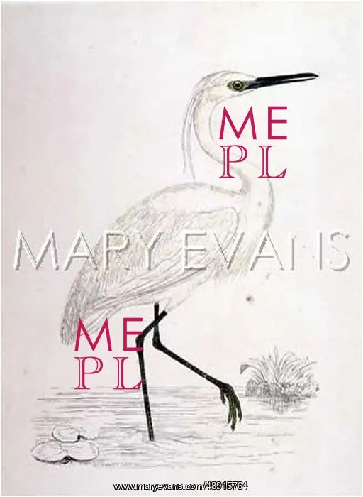  : EGRET (MORRIS)