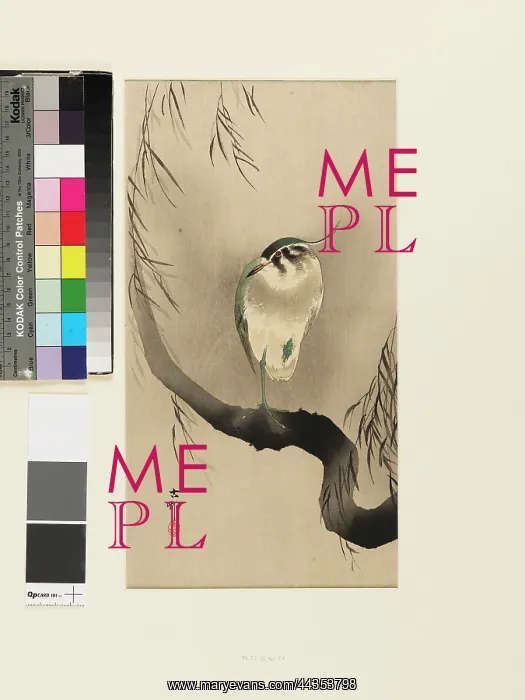 : Egret in a tree : Egret in a tree