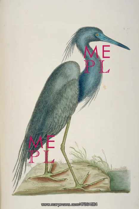  : Egretta caerulea, little blue heron
