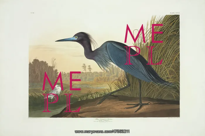 : Egretta caerulea, little blue heron : Egretta caerulea, little blue heron