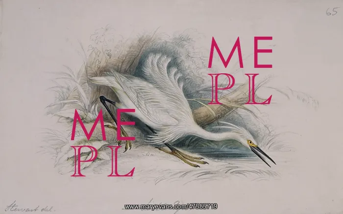 : Egretta garzetta, little egret : Egretta garzetta, little egret