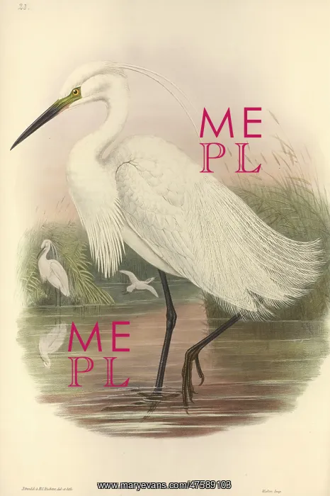 : Egretta garzetta, little egret : Egretta garzetta, little egret
