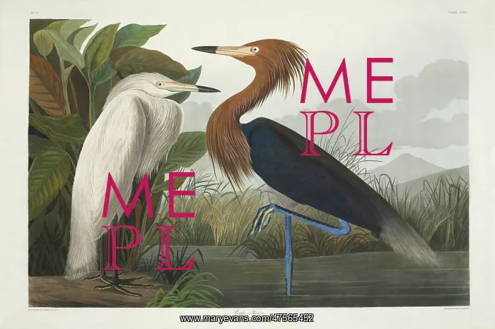: Egretta rufescens, reddish egret : Egretta rufescens, reddish egret