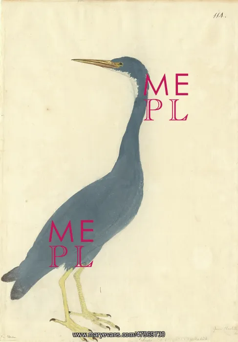 : Egretta sacra, Pacific reef egret : Egretta sacra, Pacific reef egret