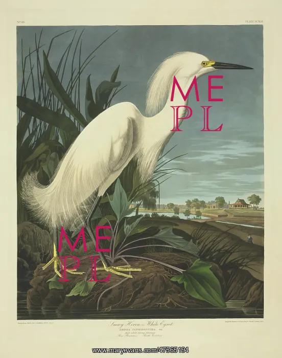 : Egretta thula, snowy egret : Egretta thula, snowy egret