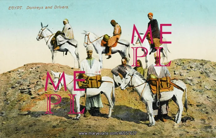  : Egypt - Donkeys & Donkey Drivers